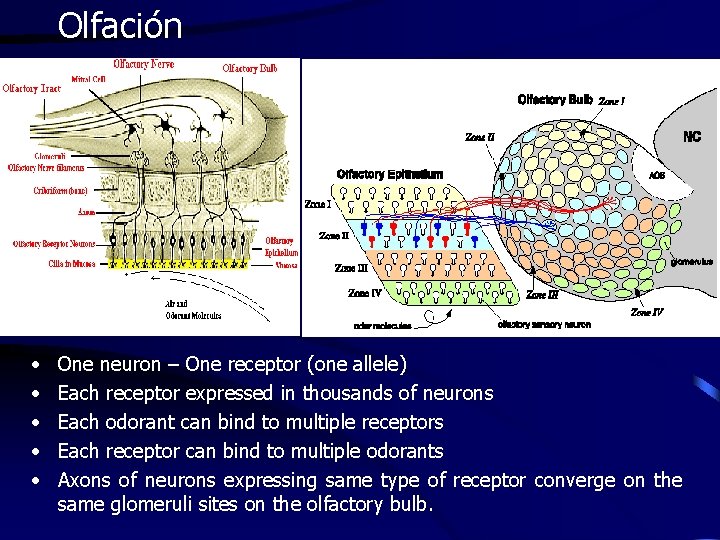 Olfación • • • One neuron – One receptor (one allele) Each receptor expressed