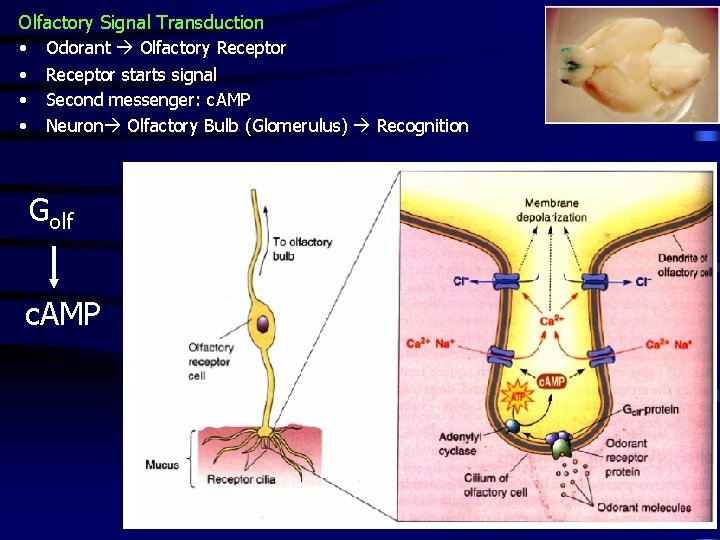 Olfactory Signal Transduction • Odorant Olfactory Receptor • Receptor starts signal • Second messenger: