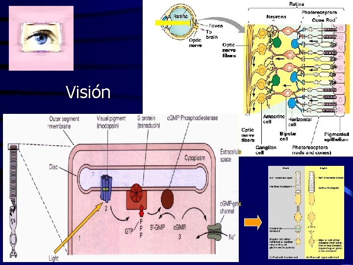 Visión 