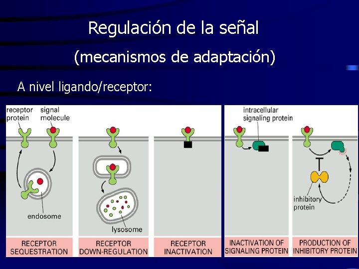 Regulación de la señal (mecanismos de adaptación) A nivel ligando/receptor: 