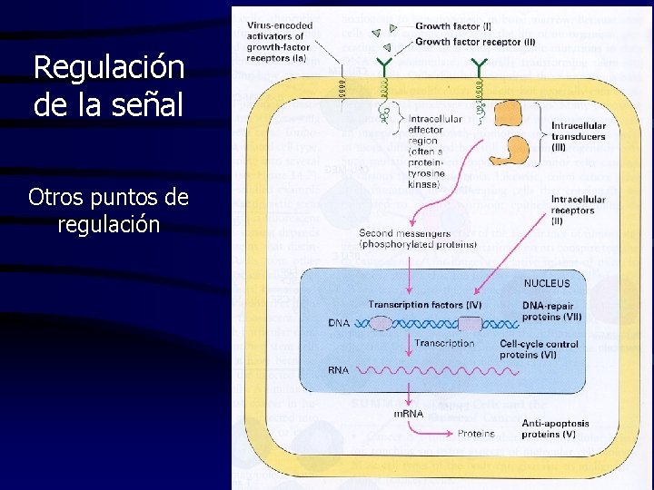 Regulación de la señal Otros puntos de regulación 