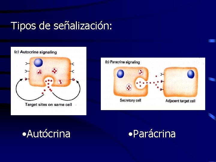 Tipos de señalización: • Autócrina • Parácrina 