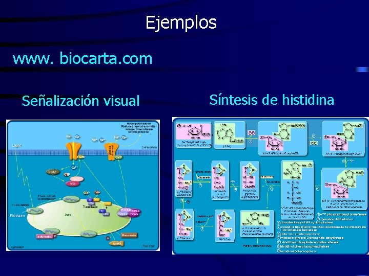 Ejemplos www. biocarta. com Señalización visual Síntesis de histidina 