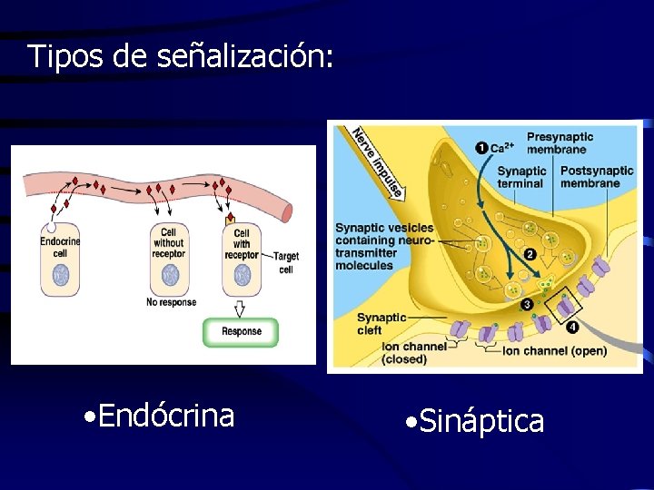 Tipos de señalización: • Endócrina • Sináptica 