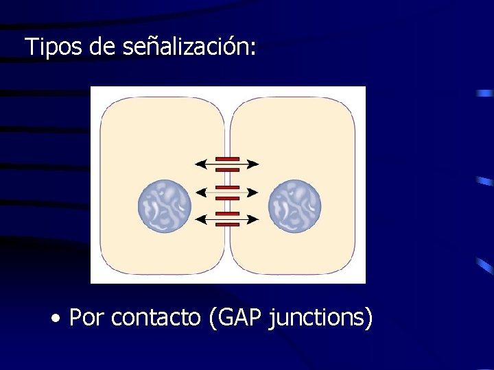 Tipos de señalización: • Por contacto (GAP junctions) 