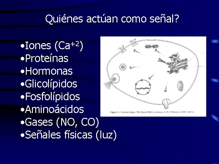 Quiénes actúan como señal? • Iones (Ca+2) • Proteínas • Hormonas • Glicolípidos •