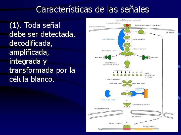 Características de las señales (1). Toda señal debe ser detectada, decodificada, amplificada, integrada y