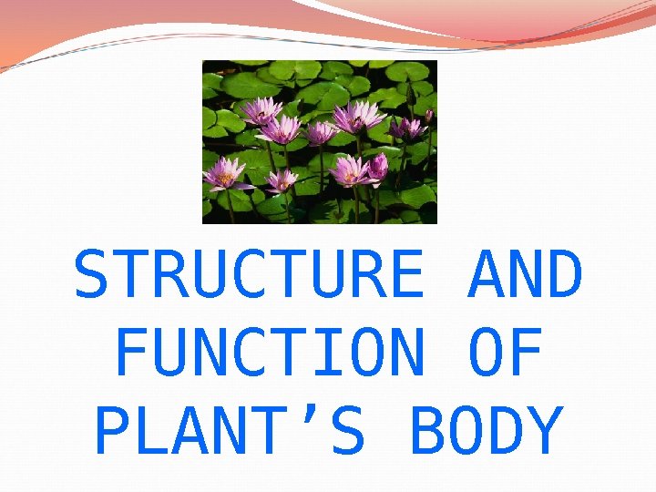 STRUCTURE AND FUNCTION OF PLANT’S BODY 