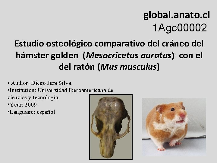 global. anato. cl 1 Agc 00002 Estudio osteológico comparativo del cráneo del hámster golden