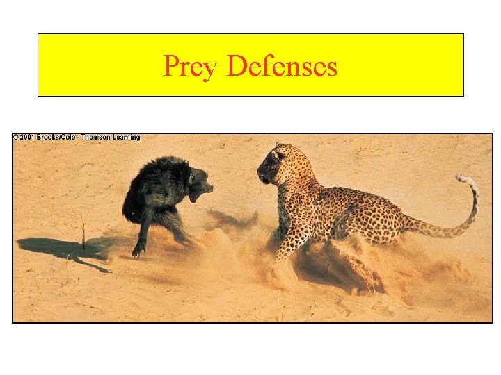 Prey Defenses 