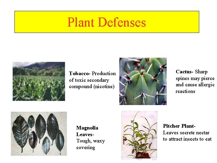 Plant Defenses Tobacco- Production of toxic secondary compound (nicotine) Magnolia Leaves. Tough, waxy covering