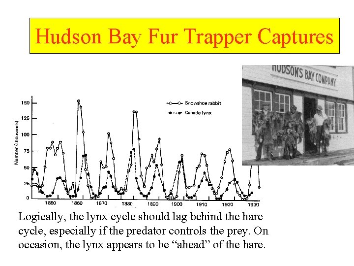 Hudson Bay Fur Trapper Captures Logically, the lynx cycle should lag behind the hare