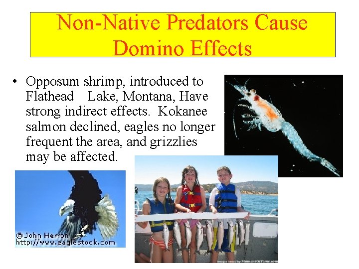 Non-Native Predators Cause Domino Effects • Opposum shrimp, introduced to Flathead Lake, Montana, Have