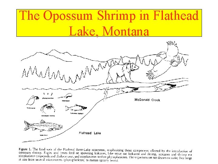 The Opossum Shrimp in Flathead Lake, Montana 