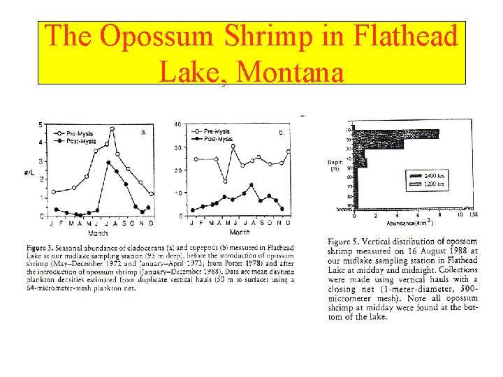 The Opossum Shrimp in Flathead Lake, Montana 