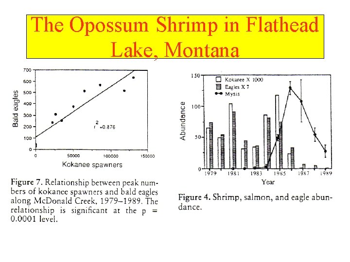 The Opossum Shrimp in Flathead Lake, Montana 