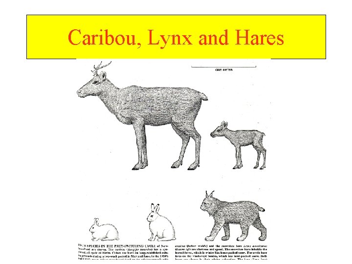 Caribou, Lynx and Hares 