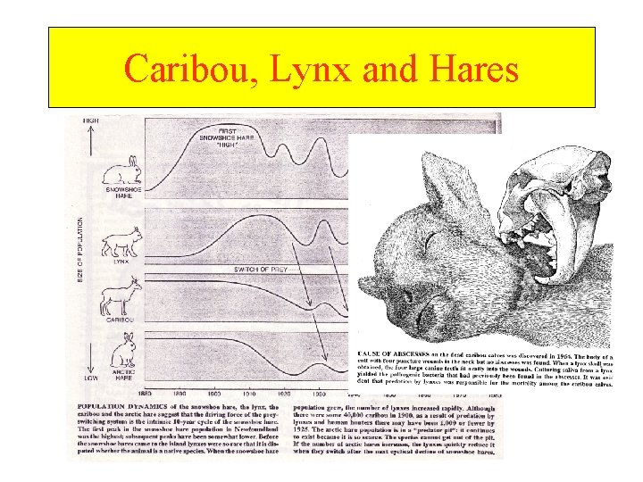 Caribou, Lynx and Hares 