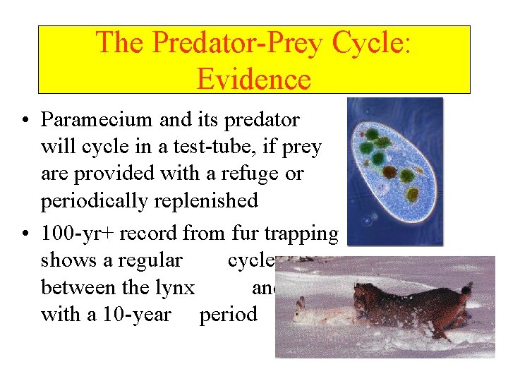 The Predator-Prey Cycle: Evidence • Paramecium and its predator will cycle in a test-tube,