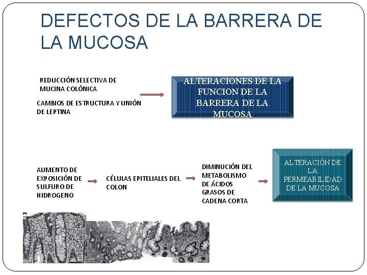 DEFECTOS DE LA BARRERA DE LA MUCOSA REDUCCIÓN SELECTIVA DE MUCINA COLÓNICA CAMBIOS DE