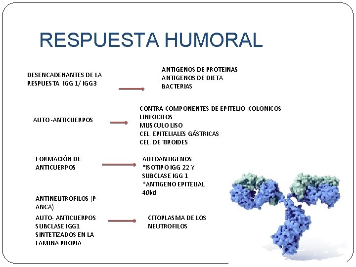 RESPUESTA HUMORAL DESENCADENANTES DE LA RESPUESTA IGG 1/ IGG 3 AUTO -ANTICUERPOS FORMACIÓN DE