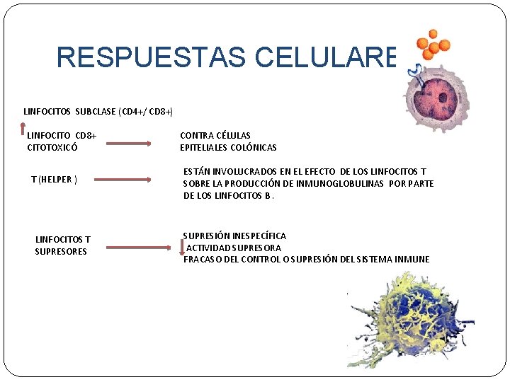 RESPUESTAS CELULARES LINFOCITOS SUBCLASE (CD 4+/ CD 8+) LINFOCITO CD 8+ CITOTOXICÓ T (HELPER