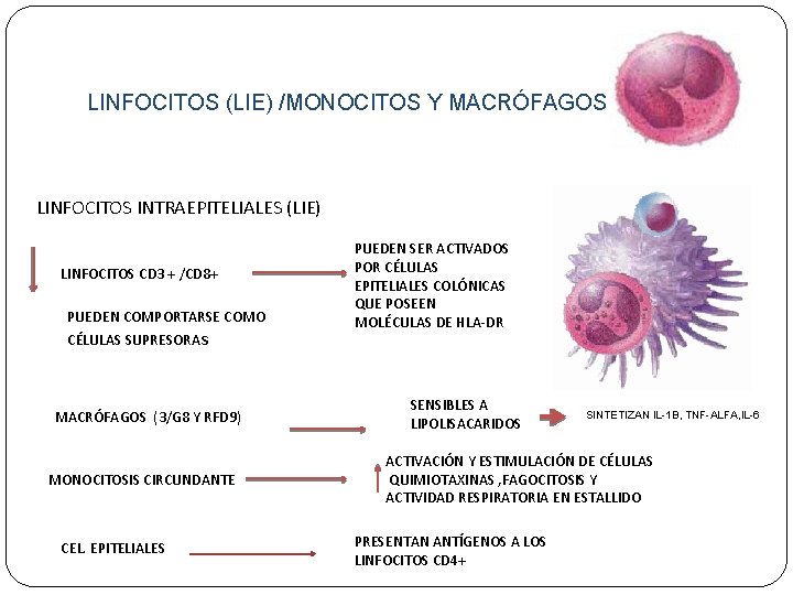 LINFOCITOS (LIE) /MONOCITOS Y MACRÓFAGOS LINFOCITOS INTRAEPITELIALES (LIE) LINFOCITOS CD 3 + /CD 8+