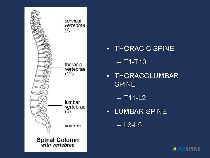  • THORACIC SPINE – T 1 -T 10 • THORACOLUMBAR SPINE – T