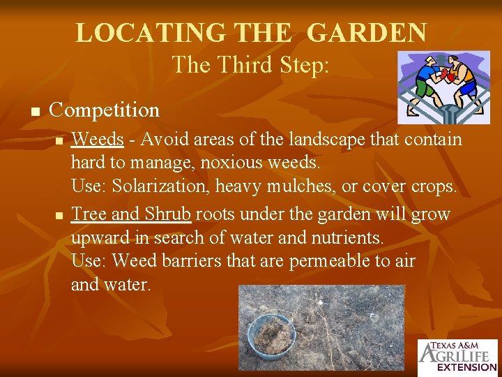 LOCATING THE GARDEN The Third Step: n Competition n n Weeds - Avoid areas