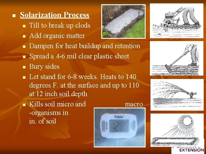 n Solarization Process n n n n Till to break up clods Add organic