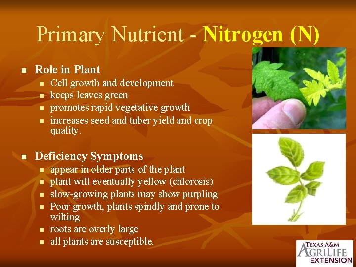 Primary Nutrient - Nitrogen (N) n Role in Plant n n n Cell growth