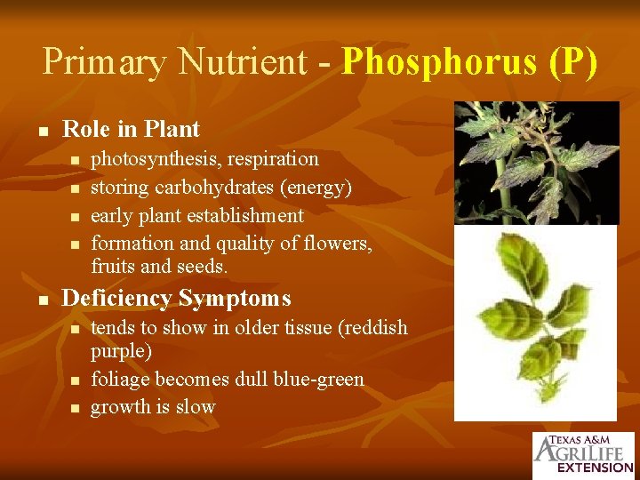 Primary Nutrient - Phosphorus (P) n Role in Plant n n n photosynthesis, respiration