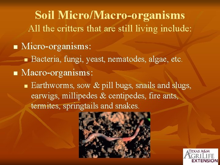 Soil Micro/Macro-organisms All the critters that are still living include: n Micro-organisms: n n