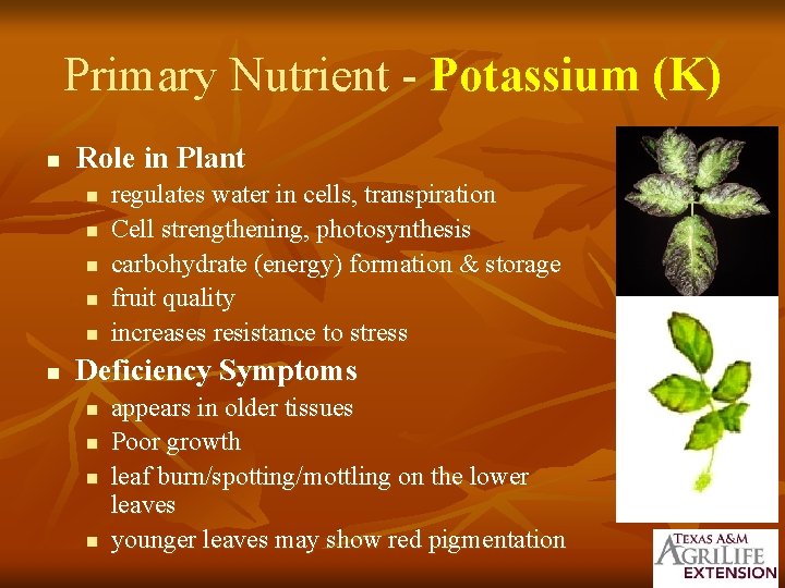 Primary Nutrient - Potassium (K) n Role in Plant n n n regulates water