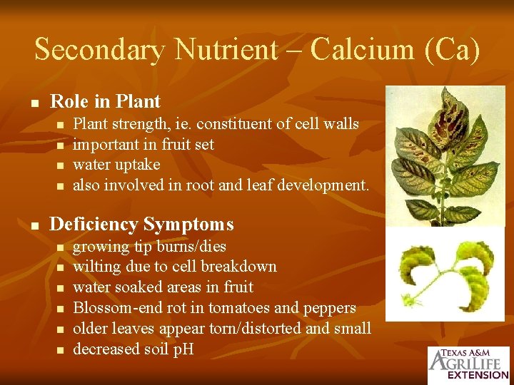 Secondary Nutrient – Calcium (Ca) n Role in Plant n n n Plant strength,