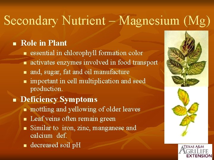 Secondary Nutrient – Magnesium (Mg) n Role in Plant n n n essential in