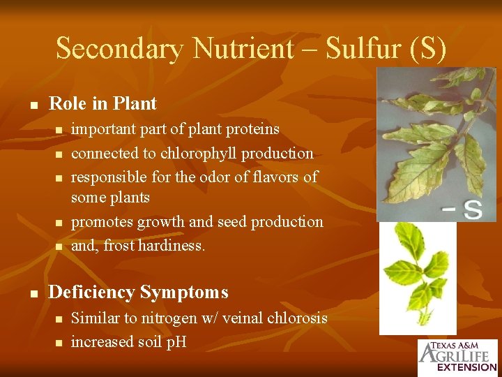 Secondary Nutrient – Sulfur (S) n Role in Plant n n n important part