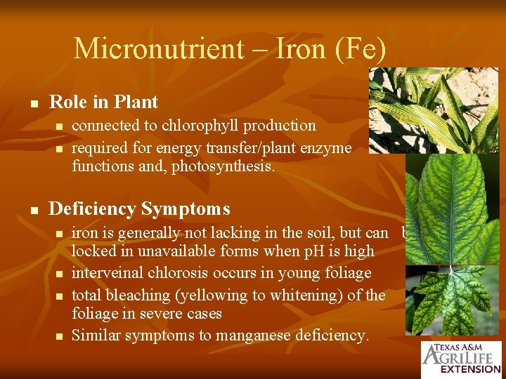 Micronutrient – Iron (Fe) n Role in Plant n n n connected to chlorophyll