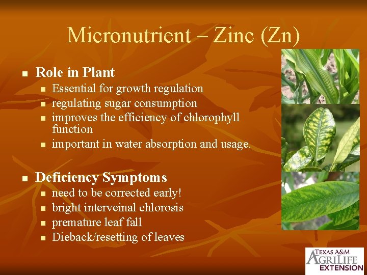 Micronutrient – Zinc (Zn) n Role in Plant n n n Essential for growth