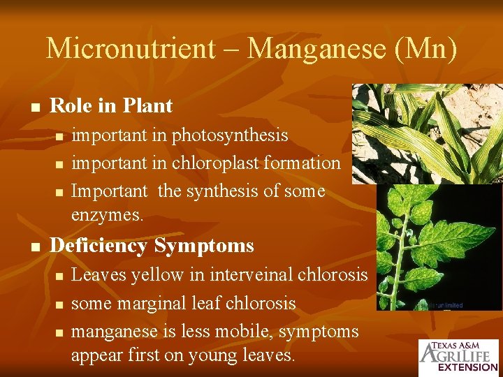 Micronutrient – Manganese (Mn) n Role in Plant n n important in photosynthesis important
