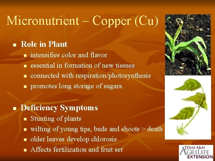 Micronutrient – Copper (Cu) n Role in Plant n n n intensifies color and