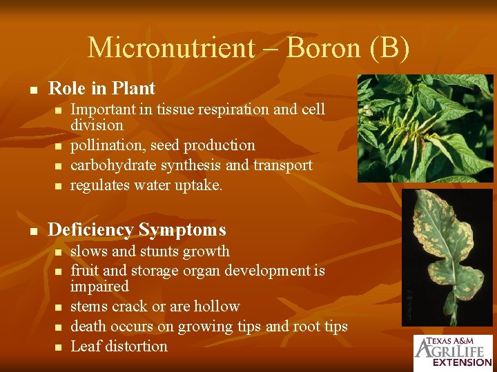 Micronutrient – Boron (B) n Role in Plant n n n Important in tissue