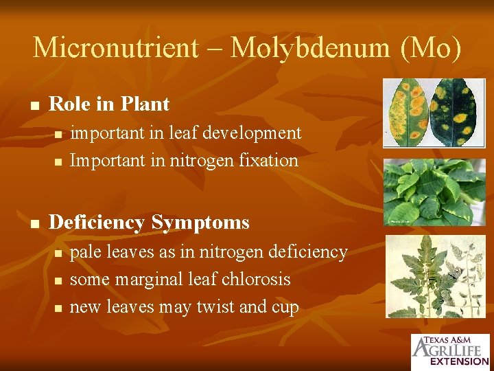 Micronutrient – Molybdenum (Mo) n Role in Plant n n n important in leaf