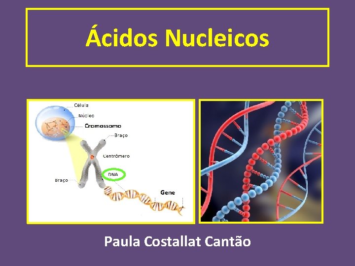 Ácidos Nucleicos Paula Costallat Cantão 