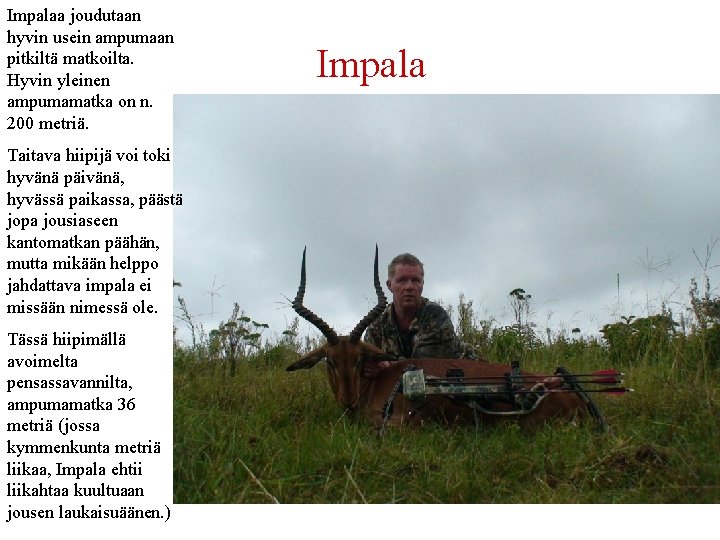 Impalaa joudutaan hyvin usein ampumaan pitkiltä matkoilta. Hyvin yleinen ampumamatka on n. 200 metriä.