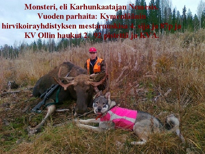 Monsteri, eli Karhunkaatajan Nemesis. Vuoden parhaita: Kymenläänin hirvikoirayhdistyksen mestaruuskisa 4. sija ja 87 p