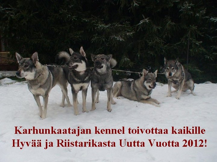 Karhunkaatajan kennel toivottaa kaikille Hyvää ja Riistarikasta Uutta Vuotta 2012! 