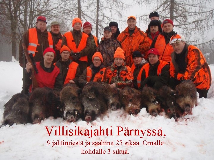 Villisikajahti Pärnyssä, 9 jahtimiestä ja saaliina 25 sikaa. Omalle kohdalle 3 sikua. 