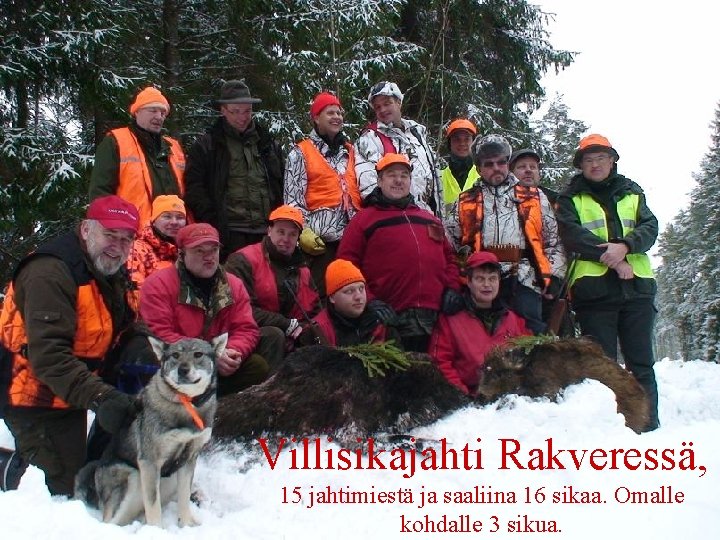 Villisikajahti Rakveressä, 15 jahtimiestä ja saaliina 16 sikaa. Omalle kohdalle 3 sikua. 