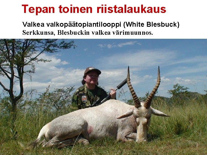 Tepan toinen riistalaukaus Valkea valkopäätopiantilooppi (White Blesbuck) Serkkunsa, Blesbuckin valkea värimuunnos. 